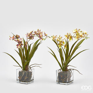 EDG Enzo De Gasperi Set 2 Orchidee Oncidium 6 fiori con Vaso in vetro H40 cm Sfumature Giallo