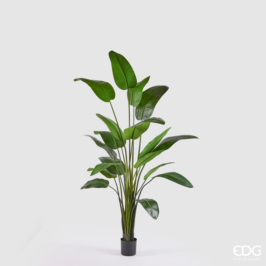 EDG Enzo De Gasperi Pianta Artificiale Strelitzia con Vaso H260 cm – Le  Gioie