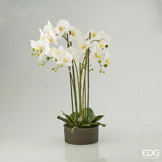 EDG Enzo De Gasperi Orchidea Phalaenopsis Real 6 fiori H72 cm Bianca