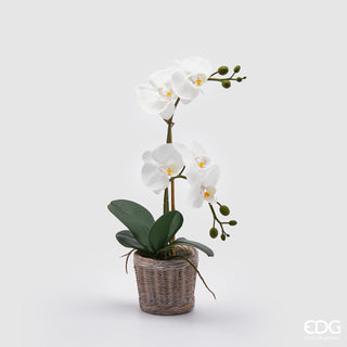 EDG Enzo De Gasperi Orchidea Phalaenopsis x2 con Cesto H40 cm
