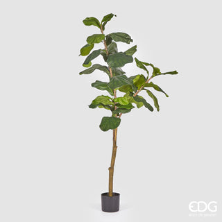 EDG Enzo De Gasperi Pianta Ficus Lyrata H 152 cm