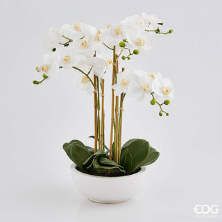 EDG Enzo De Gasperi Orchidea Phalaenopsis 6 fiori H64 cm Bianca