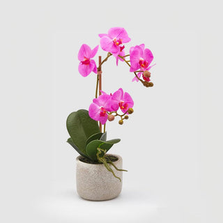 EDG Enzo De Gasperi planta con jarrón Orchidea Phal 2 flores Beauty h42 cm