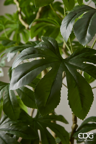 EDG Enzo De Gasperi Pianta Artificiale Aralia Vogue con Vaso H230 cm