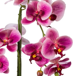Gasper Orchidea Phalaenopsis con vaso in ceramica H53 cm Fucsia