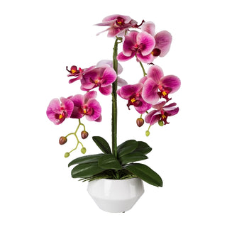 EDG Enzo De Gasperi Orquídea Phalaenopsis Real 2 flores rosas h53 cm