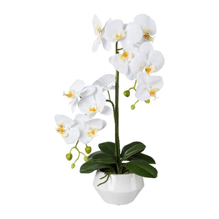 Gasper Orchidea Phalaenopsis con vaso in ceramica H53 cm Bianco
