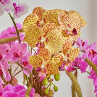 EDG Enzo De Gasperi Ramo di Orchidea Phalaenopsis H94 cm Giallo