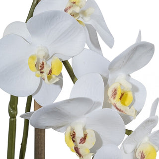 Gasper Pianta Artificiale Mini Phalaenopsis H42 cm con Vaso