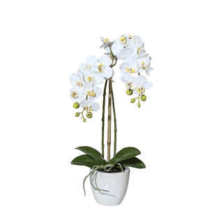 Gasper Pianta Artificiale Mini Phalaenopsis H42 cm con Vaso