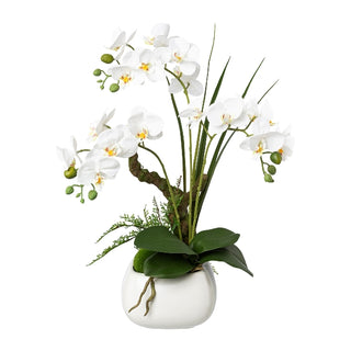 Gasper Orchidea Phalaenopsis con vaso in ceramica H46 cm 3 Fiori Bianca