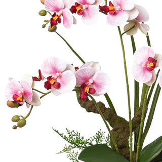 Gasper Orchidea Phalaenopsis con vaso in ceramica H46 cm 3 Fiori Rosa