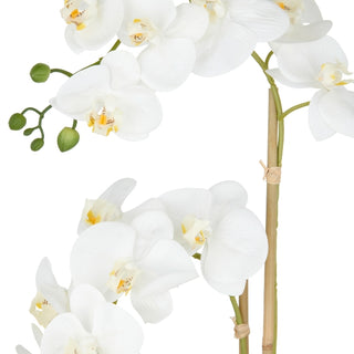 Gasper Orchidea Phalaenopsis con vaso in ceramica H60 cm Bianco