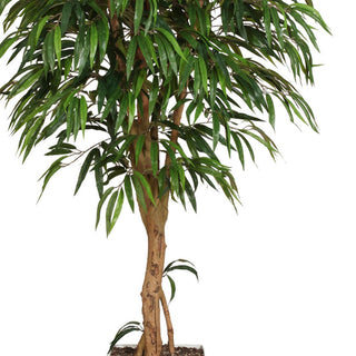 Gasper Ficus Piangente 180 cm con Tronco Naturale