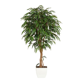 Gasper Ficus Piangente 180 cm con Tronco Naturale