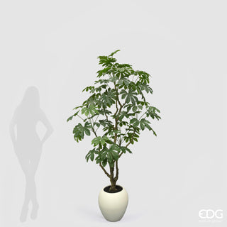 EDG Enzo De Gasperi Pianta Artificiale Aralia Vogue con Vaso H230 cm