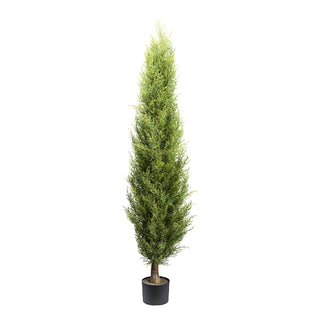 Gasper Thuja Emerald Plant with H150 cm Green Pot