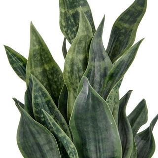 Gasper Pianta Artificiale Sanseveria Stripes H66 cm con Vaso