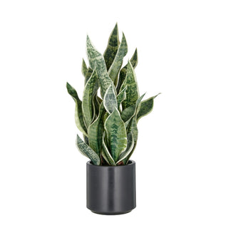 Gasper Pianta Artificiale Sanseveria Honey H66 cm con Vaso