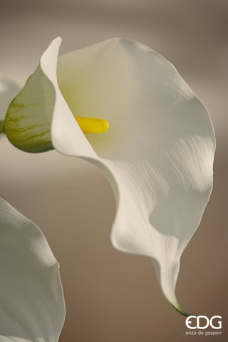 EDG Enzo De Gasperi Ramo di Calla Fiorito H75 cm Bianco