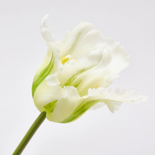 EDG Enzo De Gasperi Tulipano Parrot 3 Fiori H51 cm Bianco Sfumato