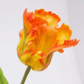 EDG Enzo De Gasperi Tulipano Parrot 3 Fiori H51 cm Arancione Sfumato