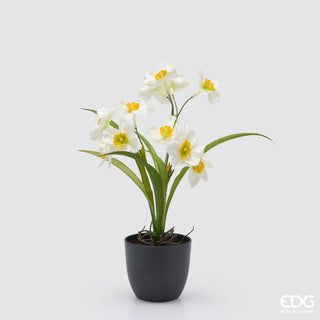 EDG Enzo De Gasperi Pianta Narciso con Vaso H34 cm Bianco
