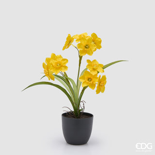EDG Enzo De Gasperi Pianta Narciso con Vaso H34 cm Giallo