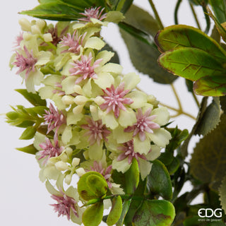 EDG Enzo De Gasperi Cespuglio Rosa H38 cm Champagne