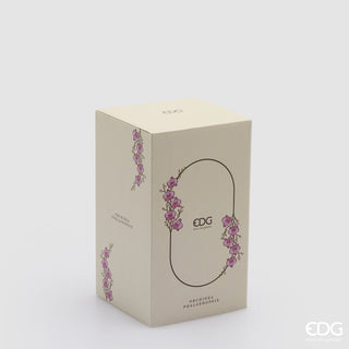 EDG Enzo De Gasperi Orchidea Phalaenopsis con Bocciolo e Vaso H15 cm Rosa Scuro