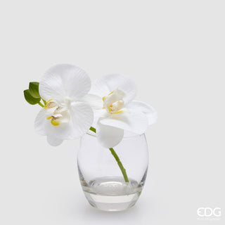 EDG Enzo De Gasperi Orchidea Phalaenopsis con Bocciolo e Vaso H15 cm Bianco