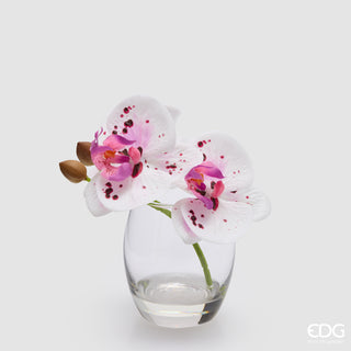 EDG Enzo De Gasperi Orchidea Phalaenopsis con Bocciolo e Vaso H15 cm Sfumato Rosa