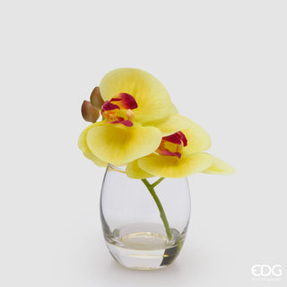 EDG Enzo De Gasperi Orchidea Phalaenopsis con Bocciolo e Vaso H15 cm Giallo