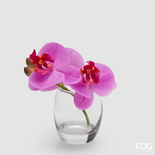 EDG Enzo De Gasperi Orchidea Phalaenopsis con Bocciolo e Vaso H15 cm Rosa Scuro