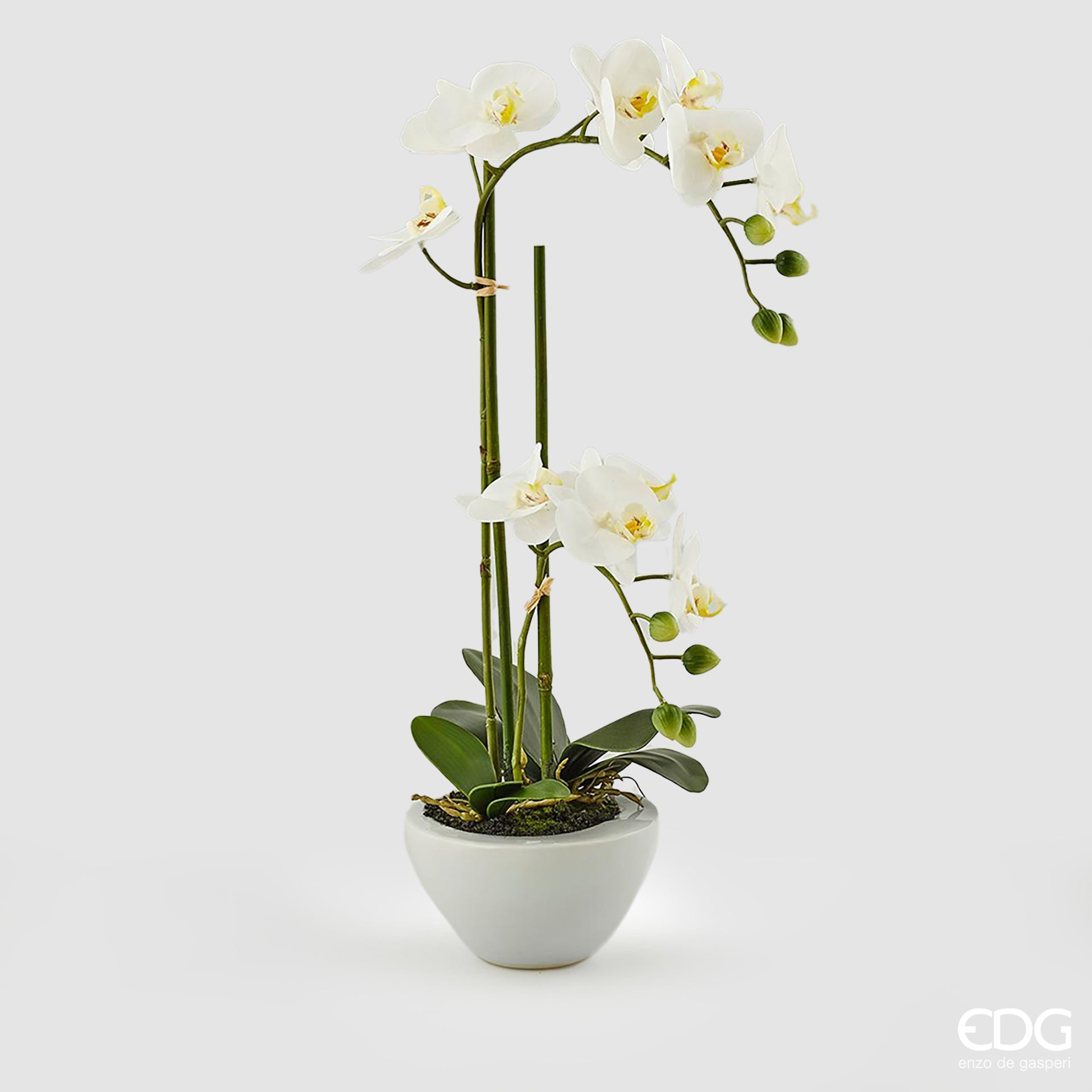 EDG Enzo De Gasperi Phalaenopsis Orchid 6 flowers H64 cm White – Le Gioie