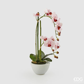 EDG Enzo De Gasperi Orchidea Phalaenopsis Real con Vaso H50 cm Rosa