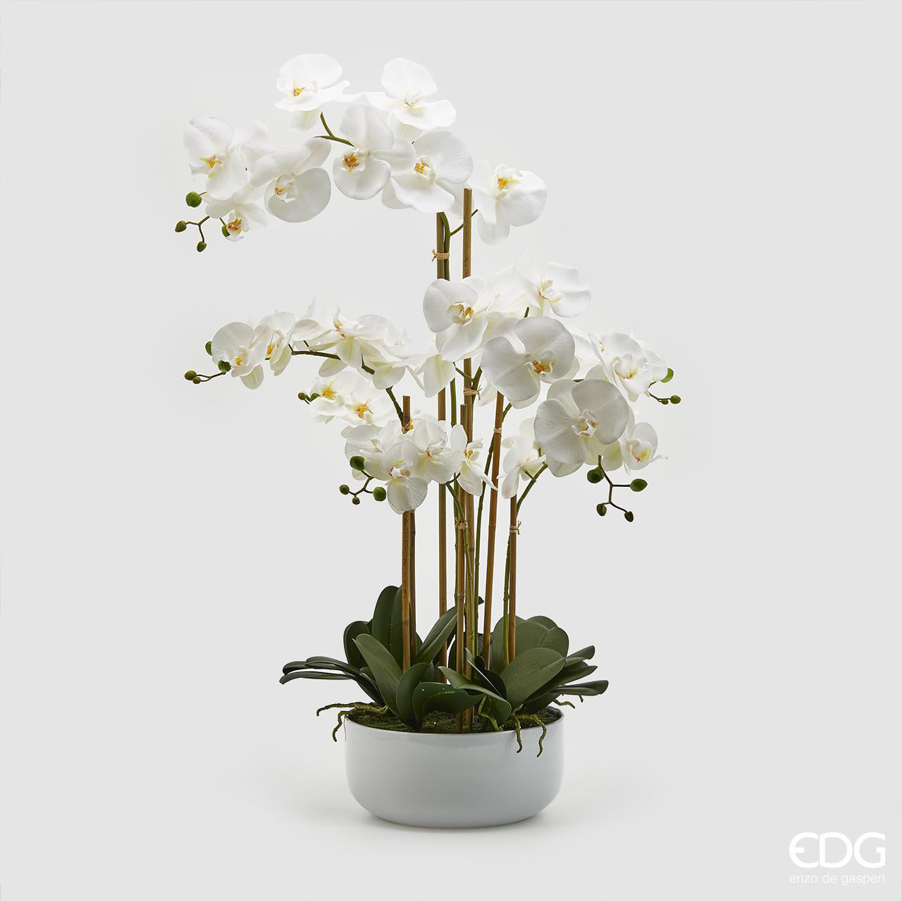 Piantina di phalaenopsis Bianca Enzo De Gasperi - Idea Fiori