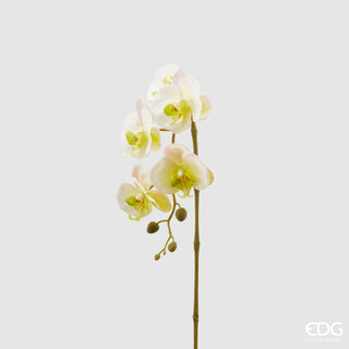 EDG Rama Orquídea Phalaenopsis Enzo De Gasperi 3d x5 Al.70 cm Amarillo