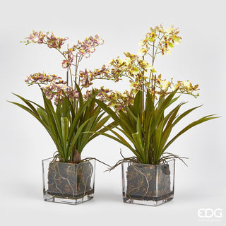 EDG Enzo De Gasperi Offerta Set 2 Orchidee Oncidium 6 fiori con Vaso in vetro H61 cm Sfumato Giallo