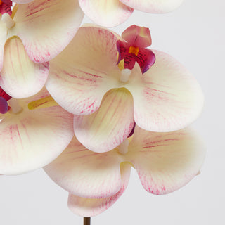 EDG Enzo De Gasperi Ramo di Orchidea Phalaenopsis H94 cm Bianco Sfumato