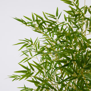 EDG Enzo De Gasperi Pianta Bamboo con vaso H 150 cm Verde