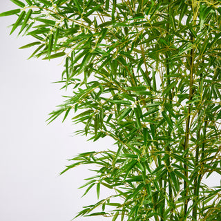 EDG Enzo De Gasperi Pianta Bamboo con vaso H 240 cm Verde Natural