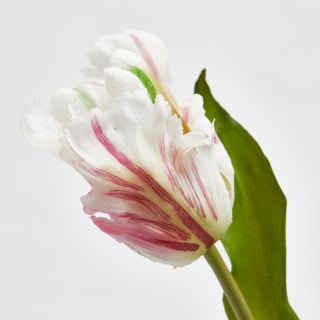 EDG Enzo De Gasperi Tulipán Loro 3 Flores Al. 51 cm Blanco y Fucsia