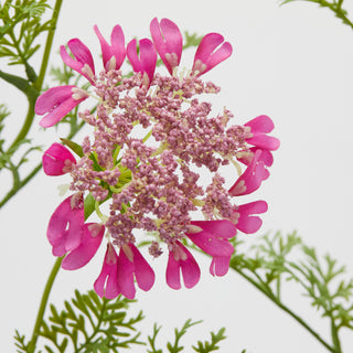 EDG Enzo De Gasperi Set 2 Rami Daucus Carota H100 cm Rosa