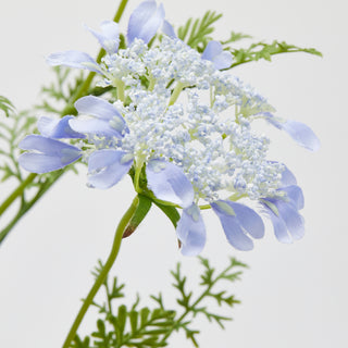 EDG Enzo De Gasperi Set 2 Rami Daucus Carota H100 cm Viola