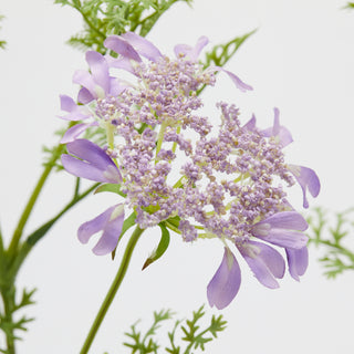 EDG Enzo De Gasperi Set 2 Rami Daucus Carota H100 cm Viola