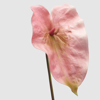 EDG Enzo De Gasperi Set mit 2 künstlichen Anthuriumzweigen, H 75 cm, Rosa