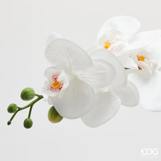 EDG Enzo De Gasperi pianta con vaso Orchidea Phalaenopsis 35 Fiori H62 cm Bianco