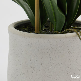 EDG Enzo De Gasperi pianta con vaso Orchidea Phalaenopsis 35 Fiori H62 cm Bianco