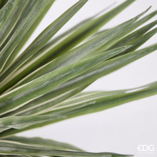 EDG Enzo De Gasperi Pflanze mit Topf Agave Sukkulente H65 Soft Touch